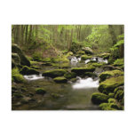 Spring Stream Postcard