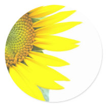 Spring sunflowers round stickers