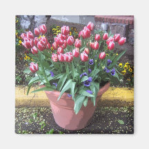 Spring Tulip Clay Pot Magnets