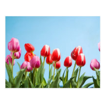 Spring Tulips Post Cards