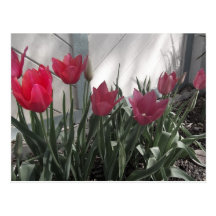 spring tulips postcard