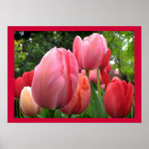 Spring Tulips Print