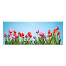 Spring Tulips Wall Print Photo Art