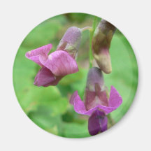 Spring Vetchling Fridge Magnet