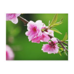 SpringCherries IV