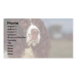Springer Spaniel Business Card