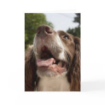 Springer spaniel dogs face card