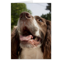 Springer spaniel dogs face card