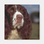 Springer Spaniel Fridge Magnets