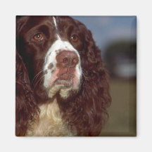 Springer Spaniel Fridge Magnets