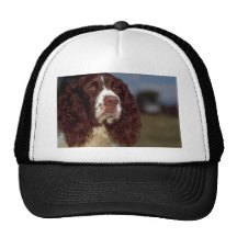 Springer Spaniel Hat