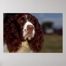 Springer Spaniel Print
