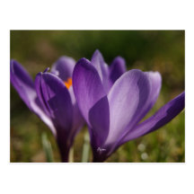 spring's back postcards