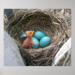 springs_new_birth_firstborn print