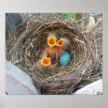 Spring's New Birth Poster