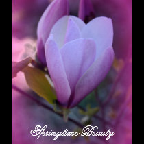 Springtime Beauty t-shirts