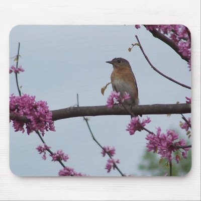 Springtime Greetings Mouse Mat by closphotos