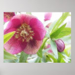 Springtime Hellebore Blossoms posters