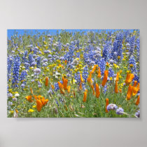 Springtime in Gorman Posters