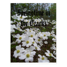 Springtime in the Ozarks Postcard