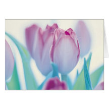Springtime Tulips Greeting Cards