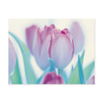 Springtime Tulips