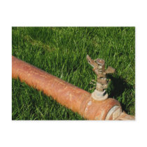 Sprinkler Post Card