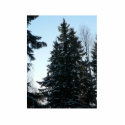 Spruce Trees In Forest photo sculptures