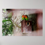 Spying Lovebird Print