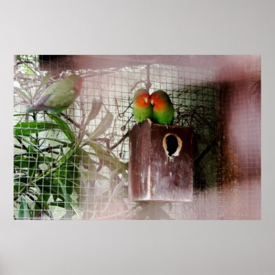 Spying Lovebird Posters by steph9668