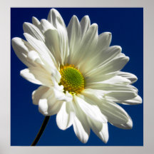 Square Daisy Poster