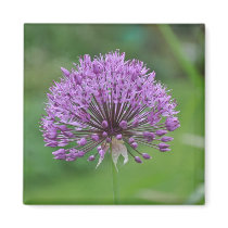 Square Magnet: Alium