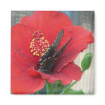 Square magnet with Butterfly on red flower