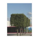 Square Trees Post Card