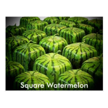 Square Watermelon Post Cards