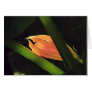 Squash Blossom