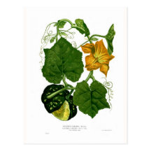 Squash (Cucurbita maxima) Post Cards