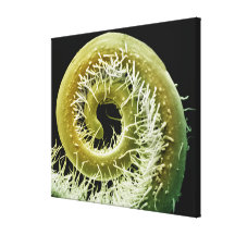 Squash Plant Tendril Canvas Prints