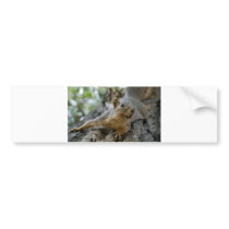 squirel bumper sticker