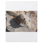 squirel eating flyer