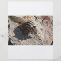 squirel eating flyer