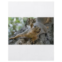 squirel flyer