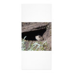 squirel in hole rack cards