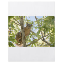 squirel in tree flyer