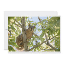 squirel in tree invitation