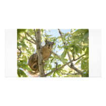 squirel in tree photocard photo greeting card
