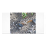 squirel on rock photo card