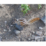 squirel on rock photo sculpture