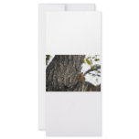 squirel on tree rack card