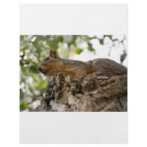 squirel on wood flyer
